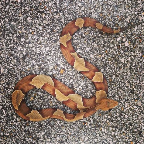 Agkistrodon Contortrix Copperhead In Northern Oklahoma Herpetology