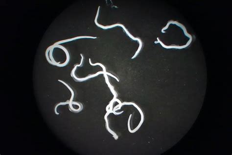 Shocking method found to wipe out parasites while retaining flavor ...
