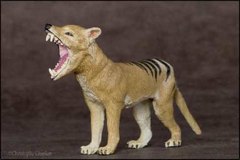 Southlands Replicas Thylacine The Toy Walkaround By Kikimalou