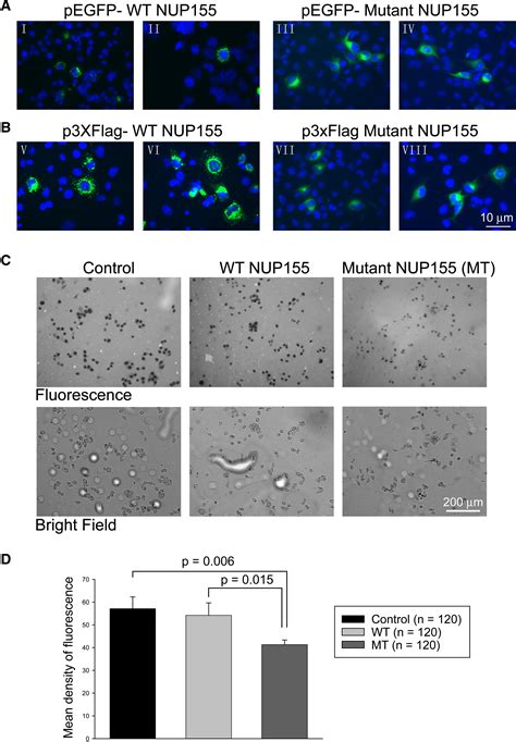 Mutation In Nuclear Pore Component Nup155 Leads To Atrial Fibrillation