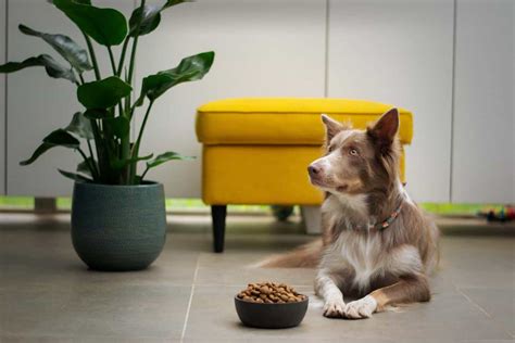 7 Best Wet Dog Food brands in 2024