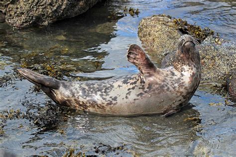 Wildlife and Landscapes: Grey Seals