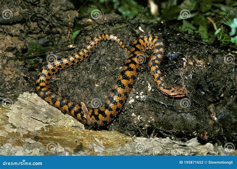 Asp Viper Vipera Aspis Adult Venomous Snake In France Stock Photo