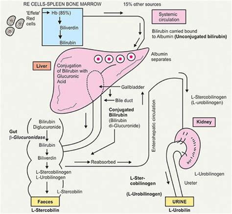 Clinical And Physiological Studies Of Jaundice In The Newborn Infants