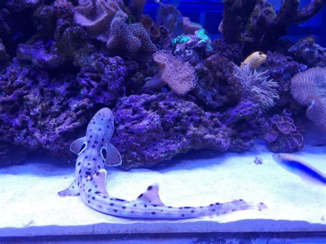 Epaulette shark and friends : r/Aquariums