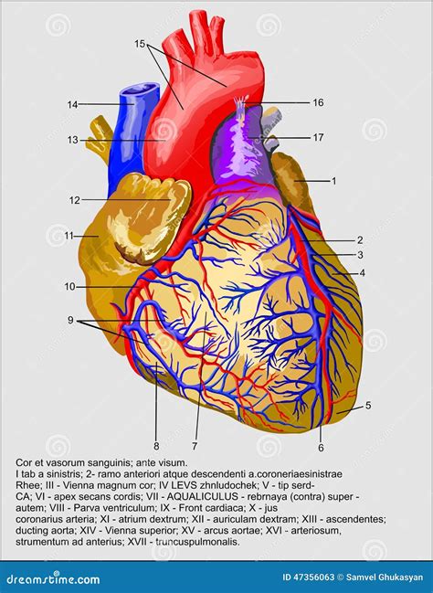 Heart Blood Vessels Diagram