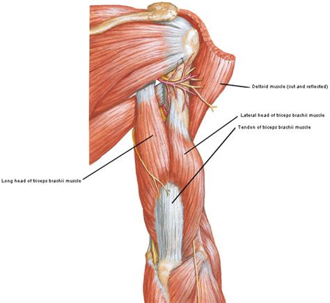 Triceps Brachii Diagram | Quizlet