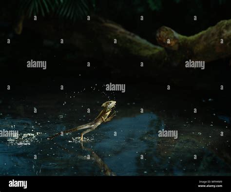 Basilisk lizard running water hi-res stock photography and images - Alamy