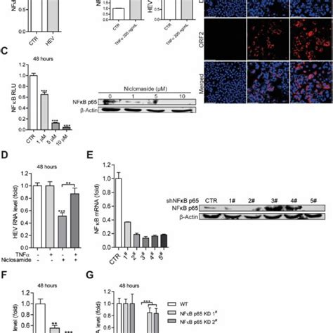 Activating Nfκb Facilitates Hev Replication And The Anti Hev Effect Of