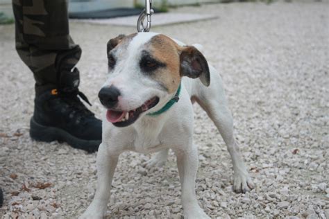 Apagi Elliot Dit Fan Chien Jack Russel La Robe Blanc Et Marron