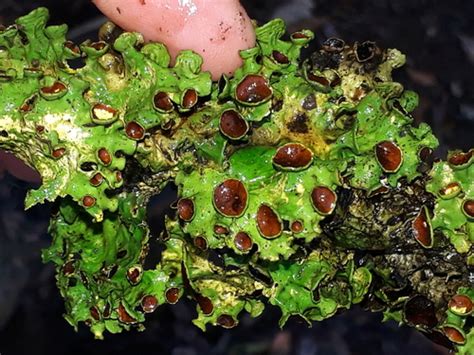 Pseudocyphellaria Clathrata Lichens Of Slakplaas Biodiversity All