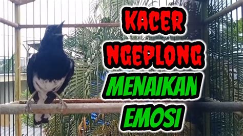 KACER NGEPLONG CEPAT MENAIKAN EMOSI LAWAN YouTube