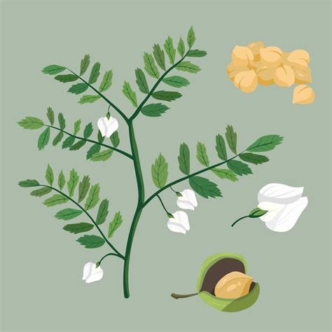 Ilustración de garbanzos y plantas Vector Gratis