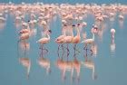 Flamingo Habitat