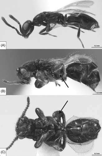 Beyond Sex Allocation The Role Of Mating Systems In Sexual Selection In Parasitoid Wasps