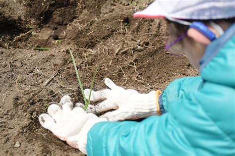 栗山小で野菜の苗の植え付け体験｜株式会社タネショウシードコンサルタントによる地域貢献活動 栗山町公式ホームページ