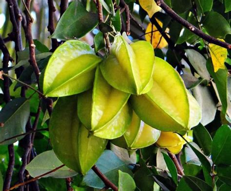 How To Grow Star Fruit Carambola From Seed To Harvest Check How This