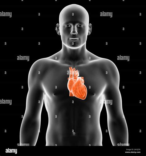 3d Rendered Illustration Human Heart Stock Photo Alamy