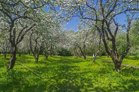 Old Apple Orchard During Flowering Stock Photo Containing Apple Tree