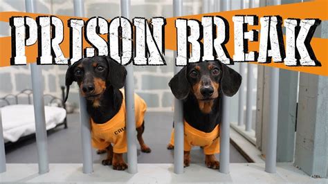 Ep 8: WIENER DOG PRISON BREAK - Funny Dogs Escaping Jail! - Dogs Experts