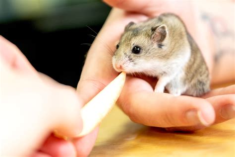 Top 11 Snacks For Hamsters In 2022 Blog Hồng