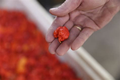 How Hot Is Pepper X The New Hottest Chilli Pepper In The World ‘i Was