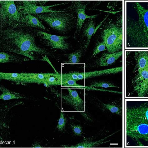 Syndecan Co Localizes With The Nuclear Protein Lamin A C A B