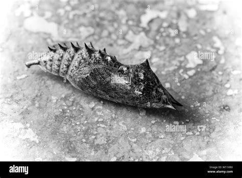 Butterflies Chrysalis Black And White Stock Photos And Images Alamy