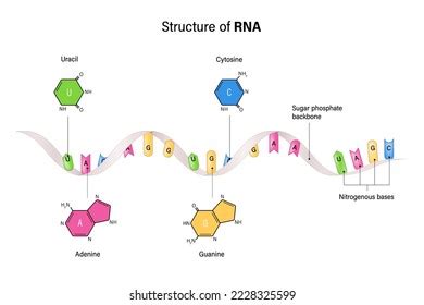 Structure Rna Ribonucleic Acid Nitrogenous Base Stock Vector Royalty