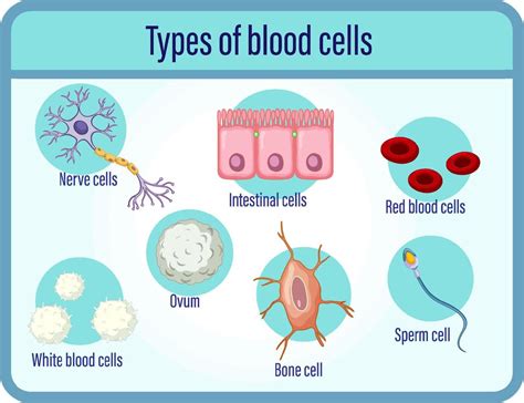 Type Of Blood Cells 7107585 Vector Art At Vecteezy