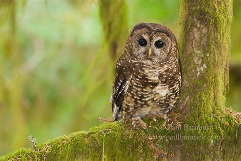 Northern Spotted Owl 0510 Paul Bannick