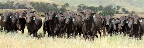 Rocky Repro Queenslands Bovine Reproduction Centre