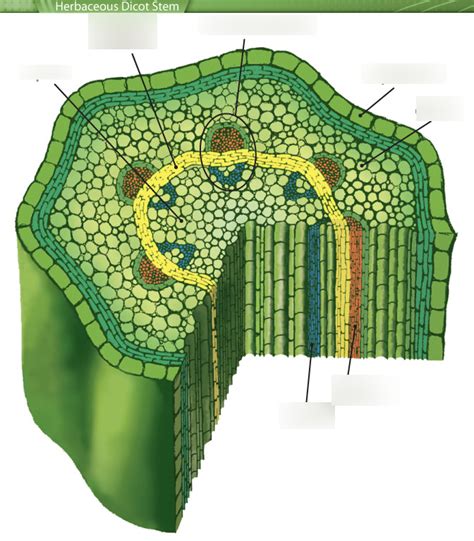 Herbaceous Dicot Stem Showing The External Features