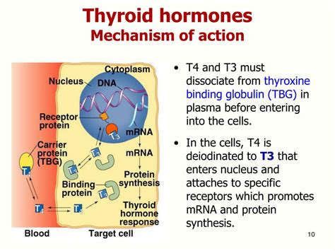 Ppt Thyroid Drugs Powerpoint Presentation Free Download Id 6062414