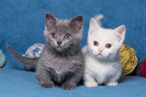 Purrfect Cat Breeds | Dwarf Cats