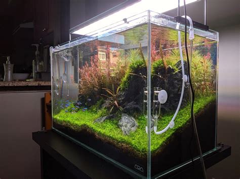 Iwagumi Landscape Rock Ada P Journal The Planted Tank Forum