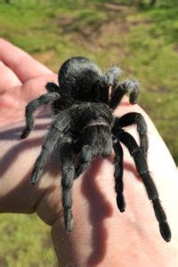 11 Facts About Brazilian Black Tarantula