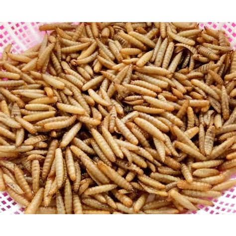 Jual Dried Maggot Maggot Kering Kg Oven System Shopee Indonesia