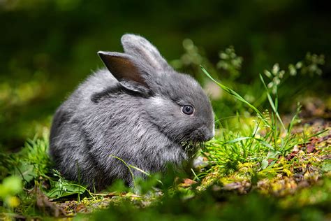 Rabbit Ears Animal Nature Hd Wallpaper Pxfuel