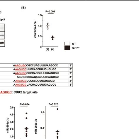 Sirt Deficiency Is Associated With Cdk Downregulation And