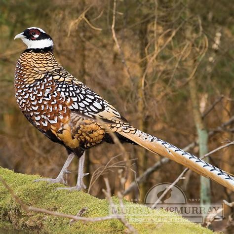 Murray McMurray Hatchery - Reeves Pheasants