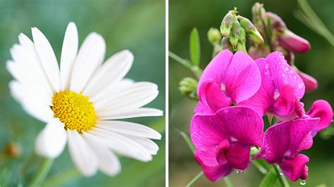 April Birth Flowers Daisy And Sweet Pea