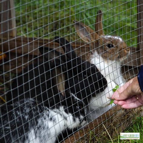 Raising Rabbits For Meat And Fur