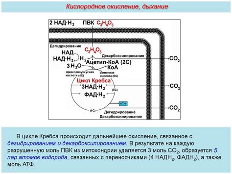 Энергетический обмен. Анаэробный гликолиз - презентация онлайн