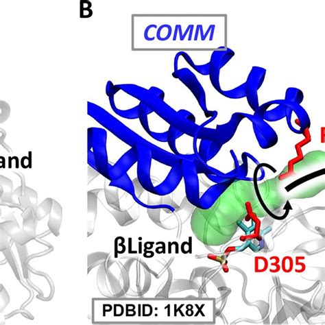 A Essential Domains Related To The Allostery Of TRPS Located At The