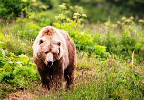 Bear Hunting Tips: Stay Safe on The Hunt (Expert Advices)