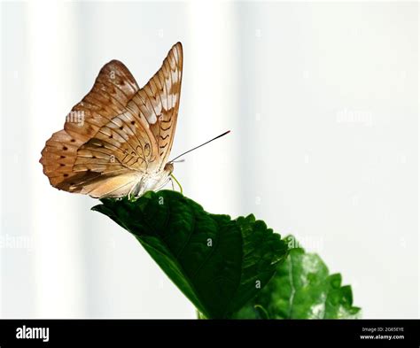 African Grass Blue Stock Photo Alamy