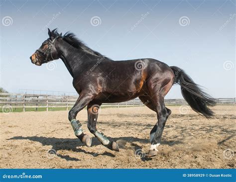 Cavalo Do Puro Sangue Imagem De Stock Imagem De Piquete