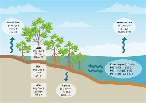 A Schematic Representation Of An Overall Carbon Budget For Asia Pacific