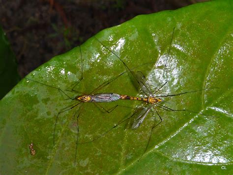 Tiger Crane Fly Project Noah